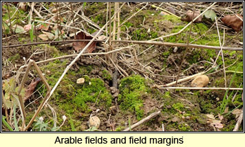 Arable fields