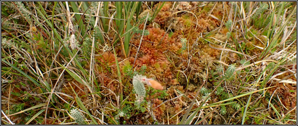 bogs, mires and wet heaths