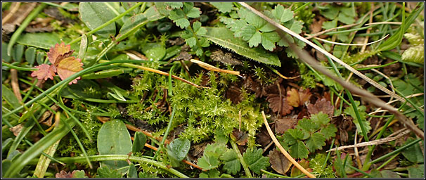 Badbury Rings, chalk grassland, soil and pebbles