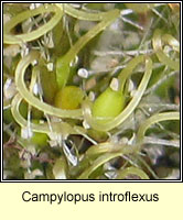 Campylopus introflexus