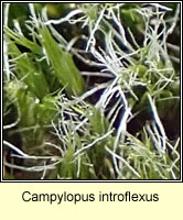 Campylopus introflexus