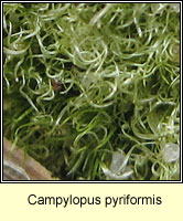 Campylopus pyriformis