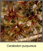 Ceratodon purpureus