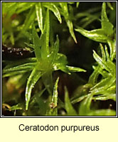 Ceratodon purpureus