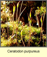 Ceratodon purpureus