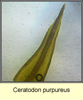 Ceratodon purpureus