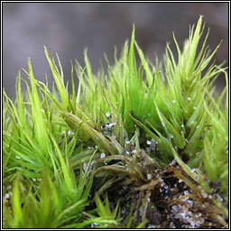 Dicranum scoparium, Broom Fork-moss