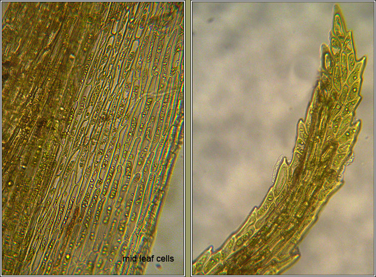 Dicranum scoparium