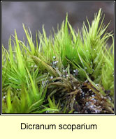 Dicranum scoparium