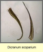 Dicranum scoparium