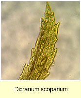 Dicranum scoparium