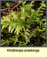 Kindbergia praelonga, Common Feather-moss