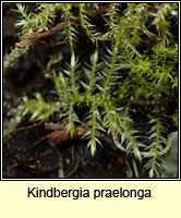 Kindbergia praelonga