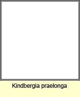 Kindbergia praelonga