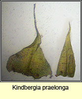 Kindbergia praelonga