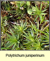 Polytrichum juniperinum