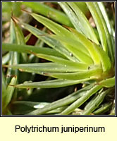 Polytrichum juniperinum