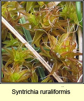 Syntrichia ruraliformis