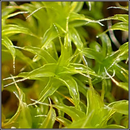 Syntrichia ruraliformis