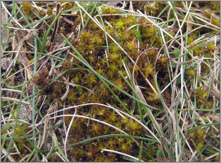 Syntrichia ruraliformis