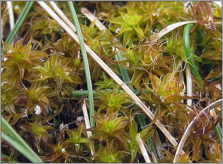 Syntrichia ruraliformis