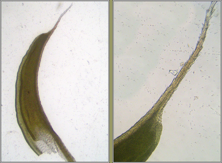 Syntrichia ruraliformis