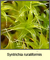 Syntrichia ruraliformis