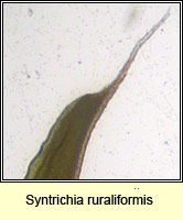 Syntrichia ruraliformis