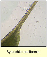 Syntrichia ruraliformis