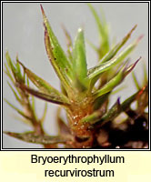 Bryoerythrophyllum recurvirostrum, Red Beard-moss