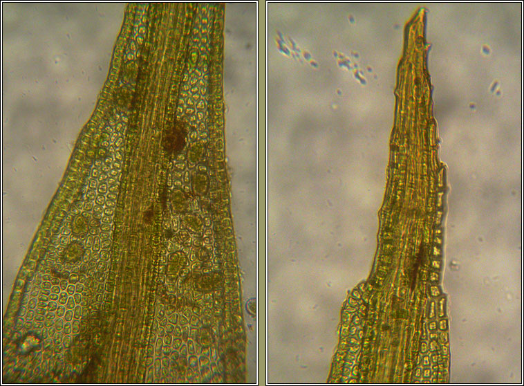 Bryoerythrophyllum recurvirostrum, Red Beard-moss