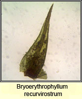 Bryoerythrophyllum recurvirostrum, Red Beard-moss