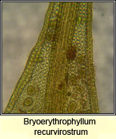 Bryoerythrophyllum recurvirostrum, Red Beard-moss