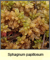 Sphagnum papillosum, Papillose Bog-moss