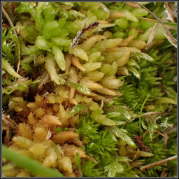 Sphagnum papillosum, Papillose Bog-moss