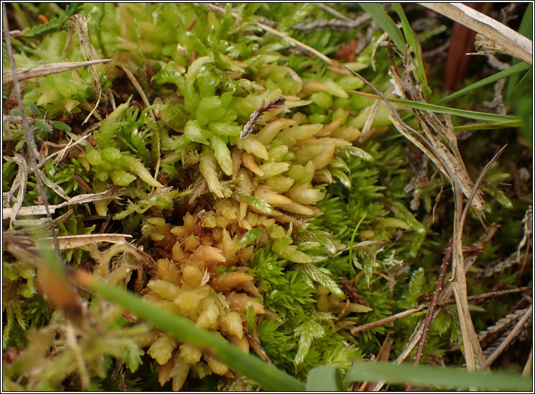 Sphagnum papillosum, Papillose Bog-moss