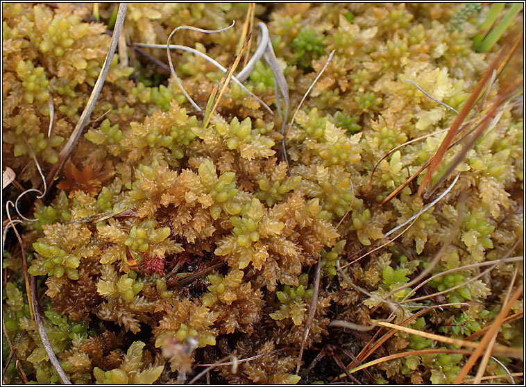 Sphagnum papillosum, Papillose Bog-moss