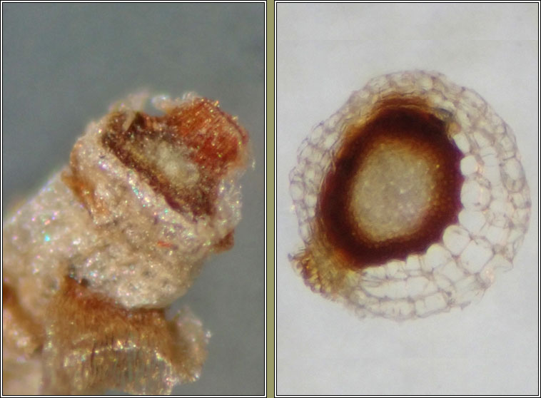 Sphagnum papillosum, Papillose Bog-moss