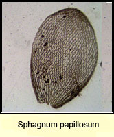 Sphagnum papillosum, Papillose Bog-moss