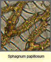 Sphagnum papillosum, Papillose Bog-moss