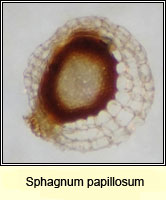 Sphagnum papillosum, Papillose Bog-moss