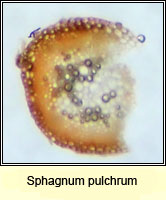 Sphagnum pulchrum, Golden Bog-moss