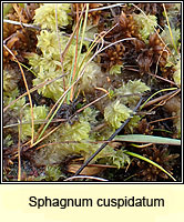 Sphagnum cuspidatum, Feathery Bog-moss