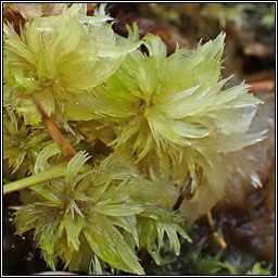 Sphagnum cuspidatum, Feathery Bog-moss