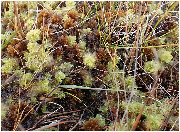 Sphagnum cuspidatum, Feathery Bog-moss