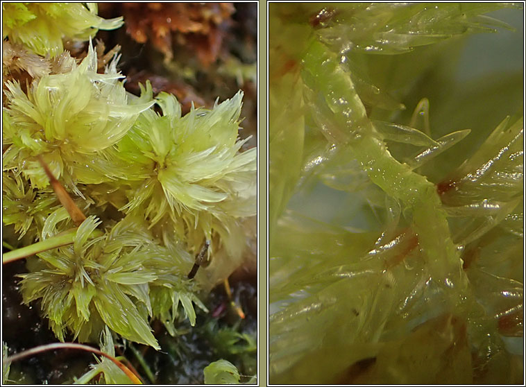 Sphagnum cuspidatum, Feathery Bog-moss