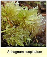 Sphagnum cuspidatum, Feathery Bog-moss