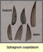 Sphagnum cuspidatum, Feathery Bog-moss