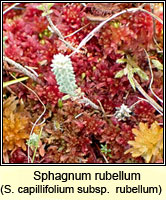 Sphagnum rubellum, Red Bog-moss