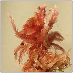 Sphagnum rubellum, Red Bog-moss